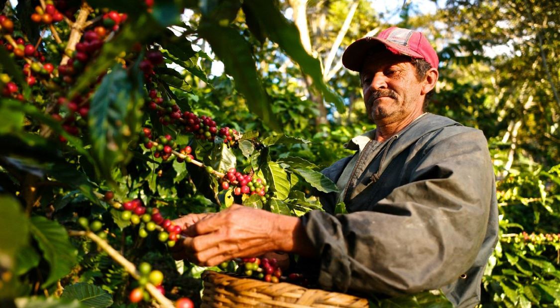 COMERCIO DE CAFE VERDE